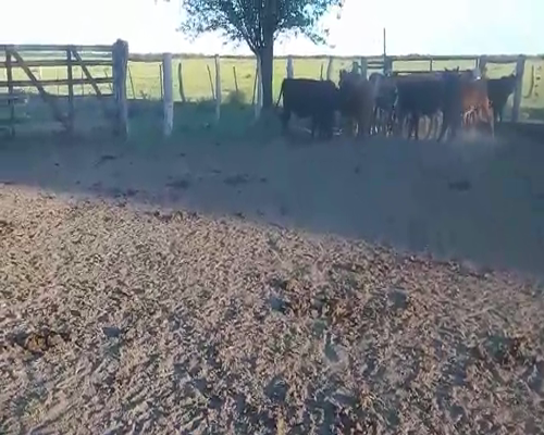 Lote 45 Terneros en Entre Ríos, Federal