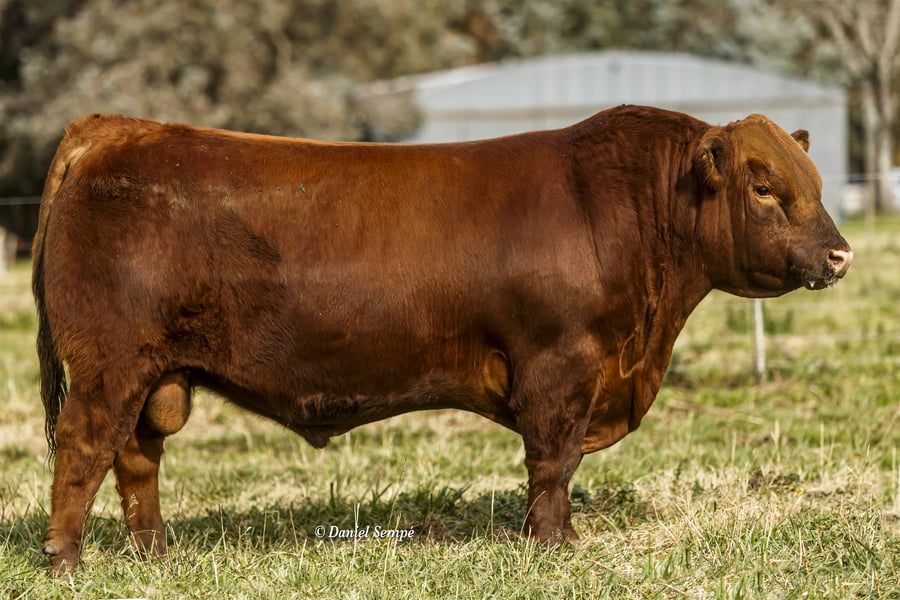 Lote TOROS PUROS DE PEDIGREE