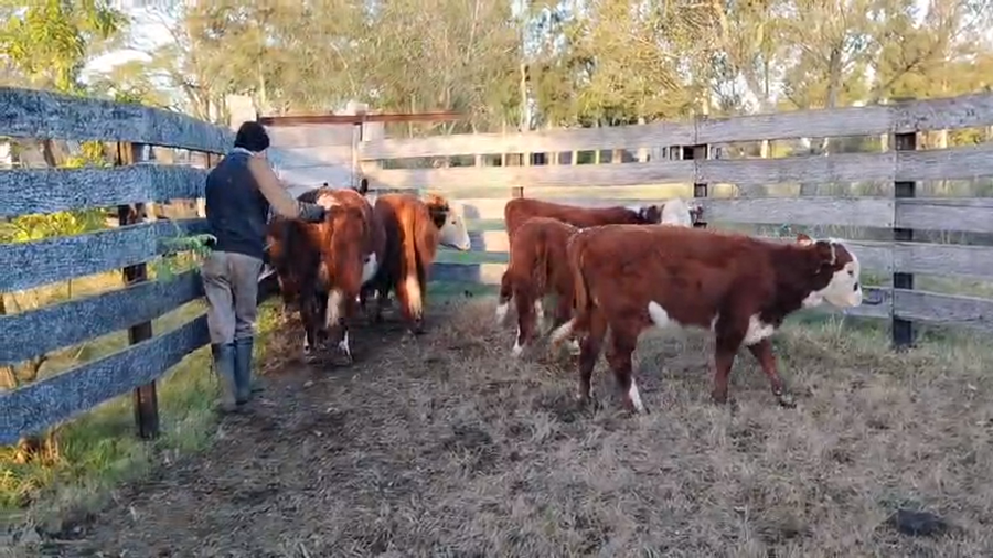 Lote 7 terneras Hereford de Walter Stoletniy.