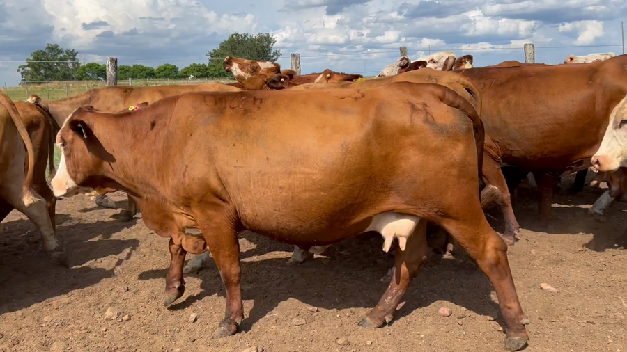 Lote 32 Vacas de invernar en Corrientes, Mercedes