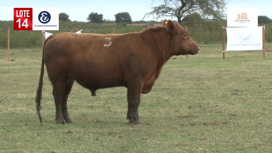 Lote Toros Angus Colorados Puros Controlados