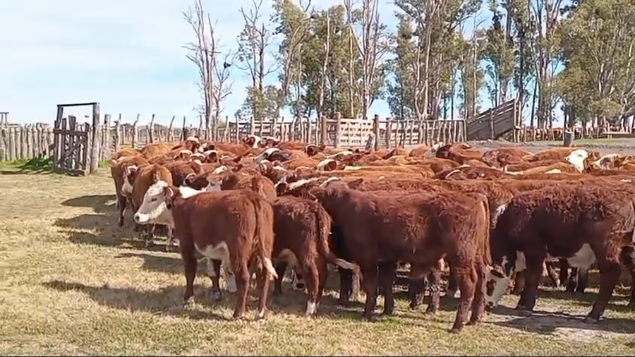Lote 140 Terneros