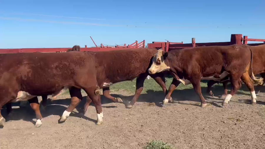 Lote 25 Novillos en Corrientes, Curuzú-Cuatiá