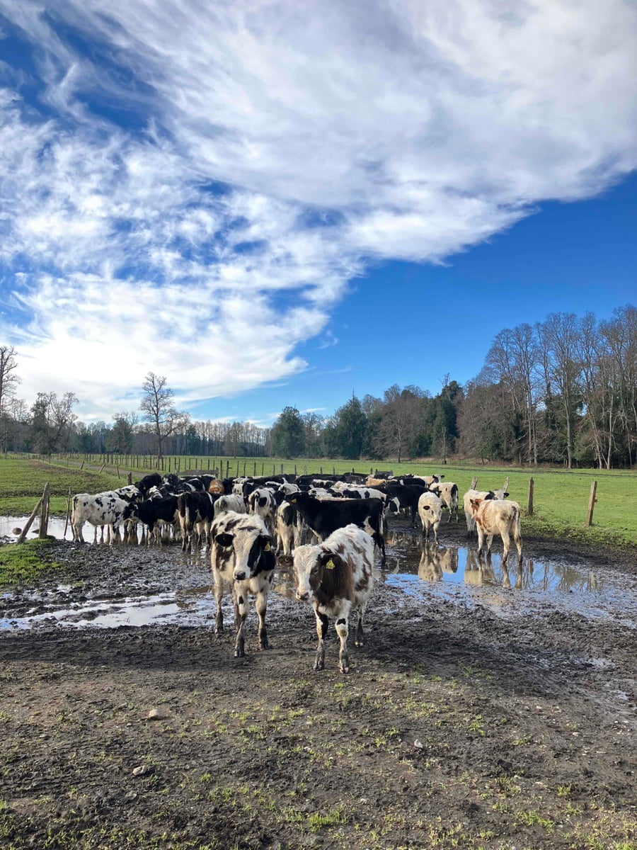 Lote 60 Ternero en Puyehue, X Región Los Lagos