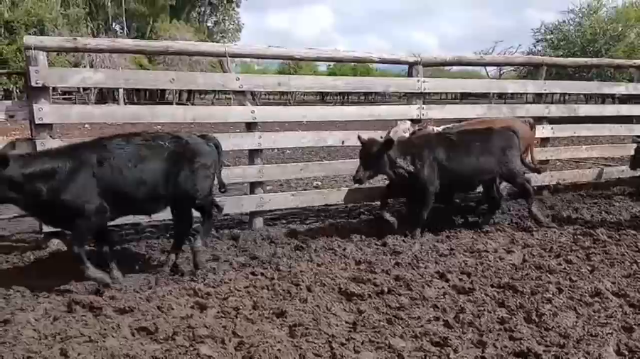 Lote 110 Terneros/as