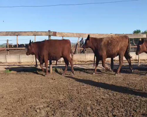 Lote 55 VAQUILLONAS ANGUS COLORADAS DE 330 KG  P/ ENTORAR, EN SAN ANTONIO DE ARECO, PBA.-