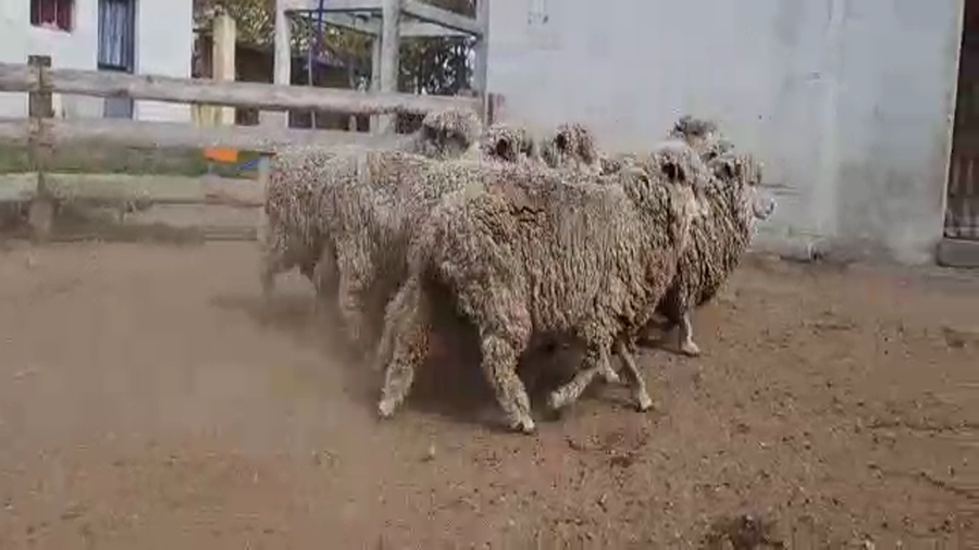 Lote 9 Ovejas a remate en #6 Remate Entre Martillos, San José