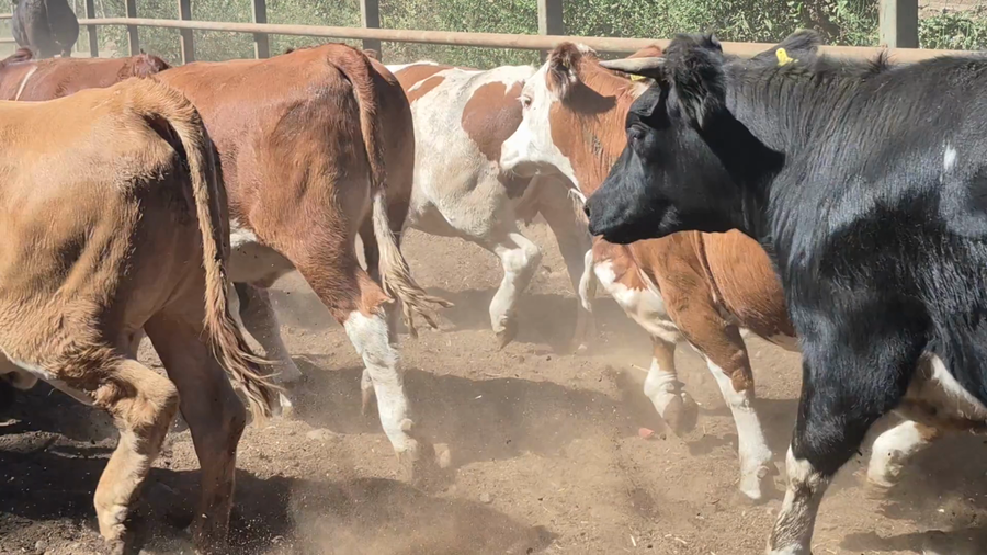 Lote 50 Vaquilla Gorda en Pelarco, VII  Región Maule