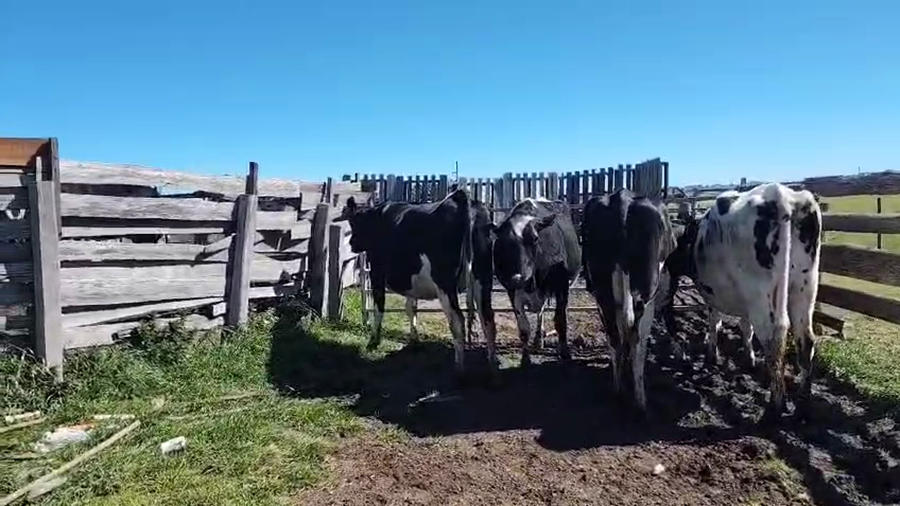 Lote 4 Vaquillonas  a remate en Pantalla Aniversario - Escritorio Camy, San José