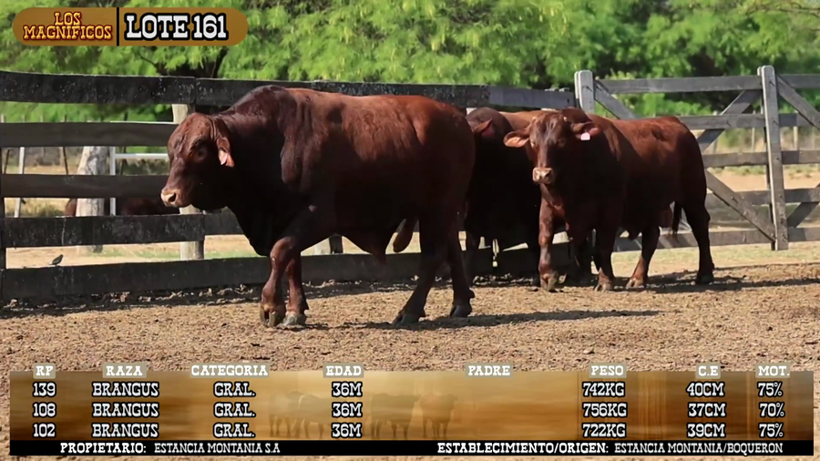 Lote LOTE 161