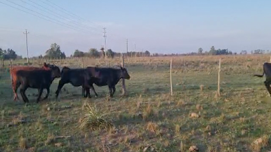 Lote 99 Terneros/as en Brandsen, Buenos Aires