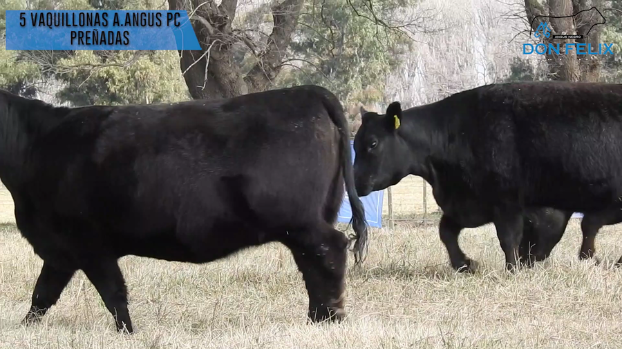 Lote "Cabaña ""Don Felix"" Vaquillonas PC"