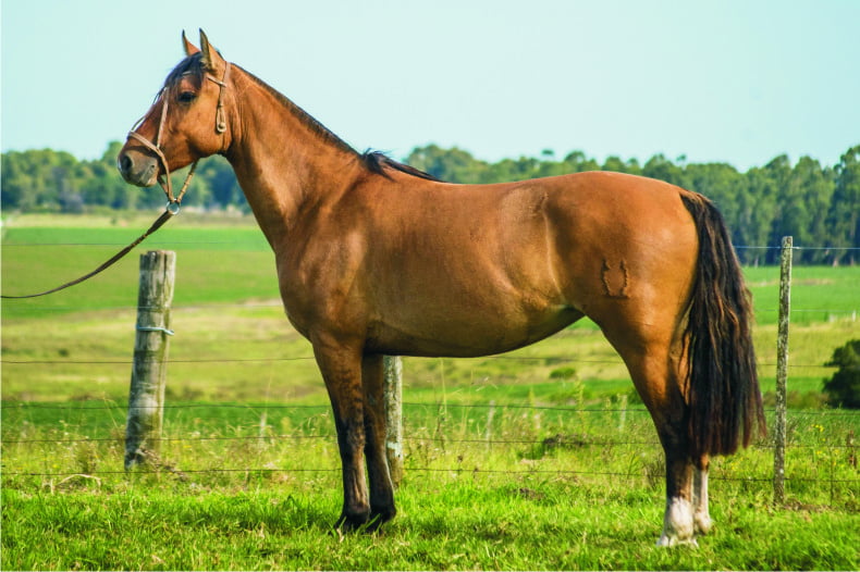 Lote CONSTANCIA RAPADURA 1684