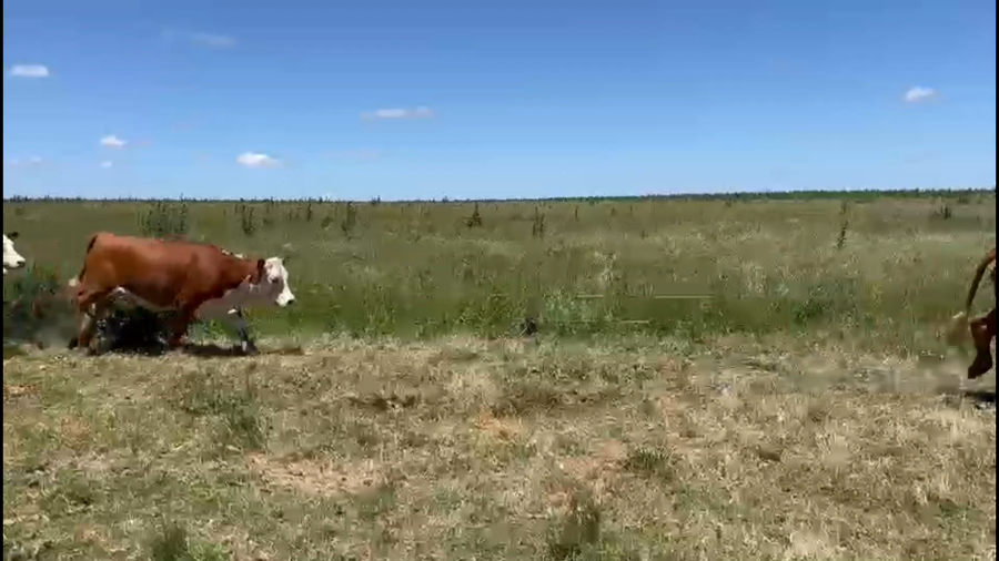 Lote 50 Vaquillonas 1 a 2 años en Puntas de Maciel, Florida