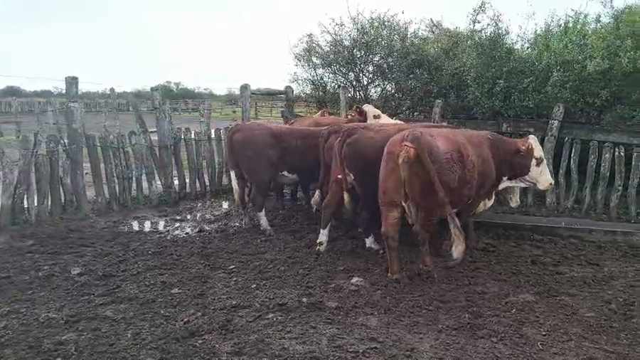 Lote 9 Vaca en Corrientes, Curuzu Cuatia
