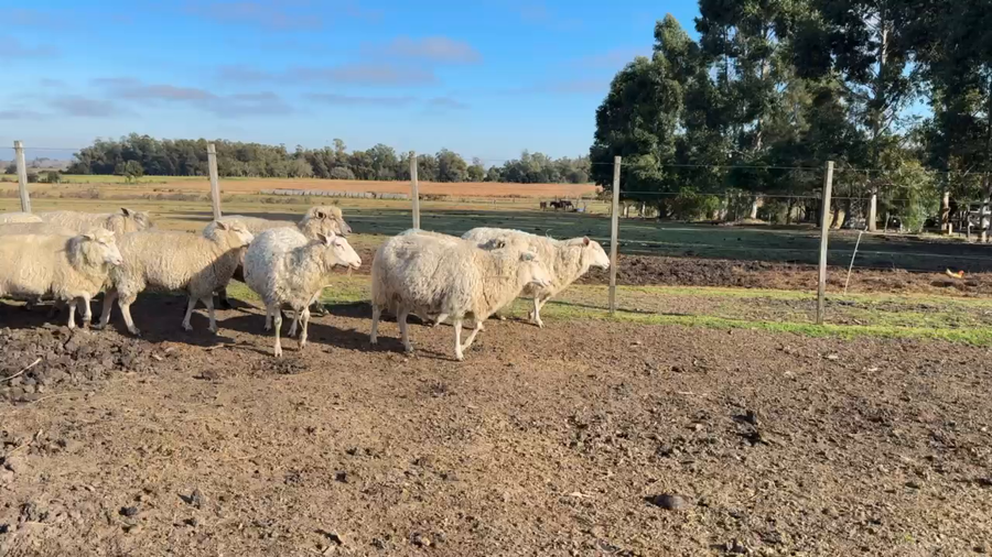 Lote OVEJAS PREADAS