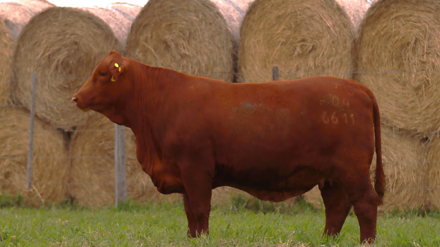 Lote LOTE 3