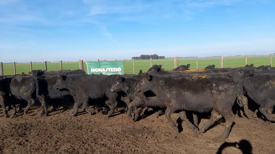 Lote 100 Terneras en Buenos Aires, Laprida