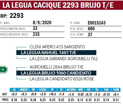 Lote TOROS ANGUS PURO DE PEDIGREE