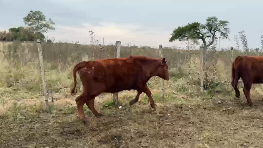 Lote TERNERAS