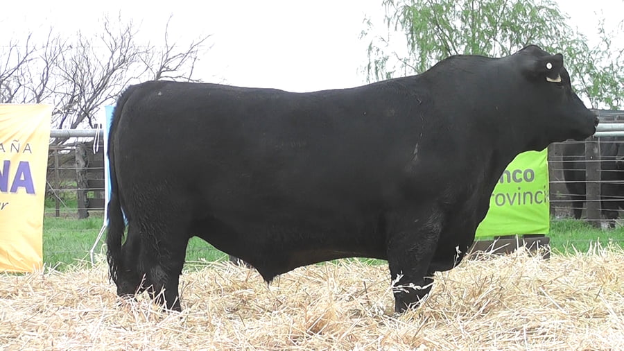 Lote TOROS ANGUS PUROS DE PEDIGREE