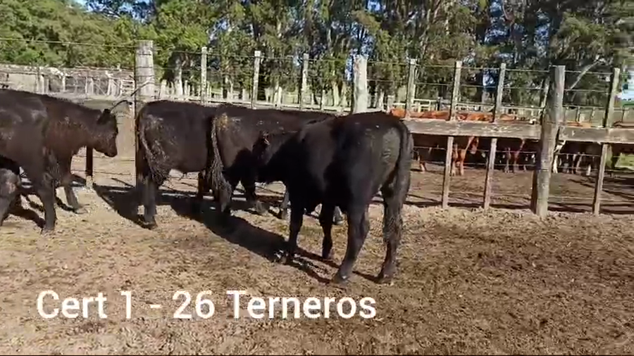 Lote 26 TERNEROS