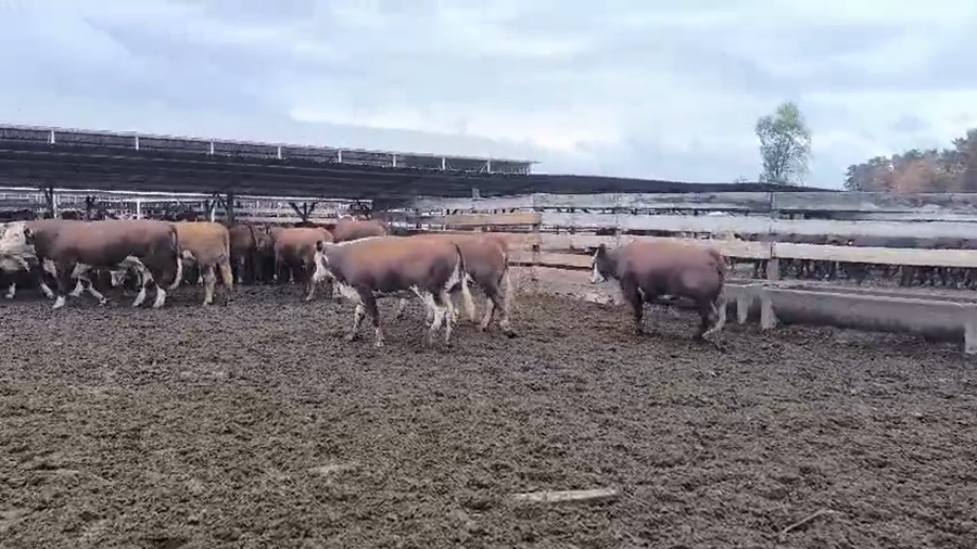 Lote 20 Vaquilla Gorda en Los Ángeles, VIII Región Biobío