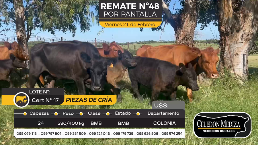 Lote 24 Piezas de cría en Otra Localidad, Colonia