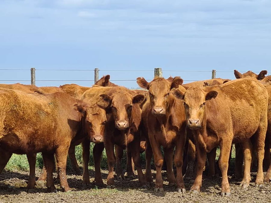 Lote 35 Vaquillonas preñadas en Gral. Lamadrid, Buenos Aires