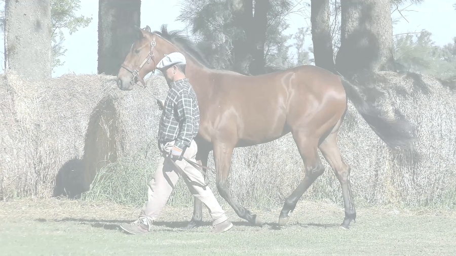 Lote ROSITA LA PISTOLERA (SEAHENGE -  ROSE OF MOSCOW)