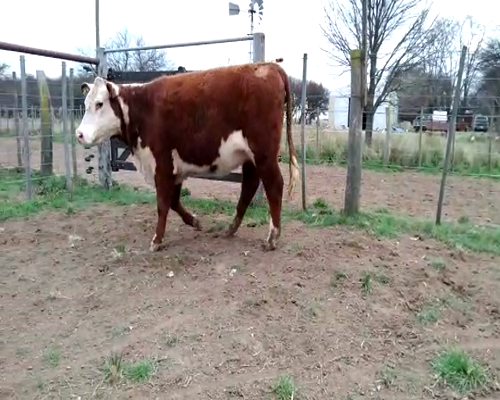 Lote Vaquillona Polled Hereford PR - Cabaña Peuma Yen