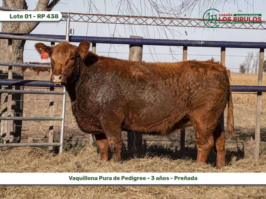 Lote VAQUILLONAS PURAS DE PEDIGREE