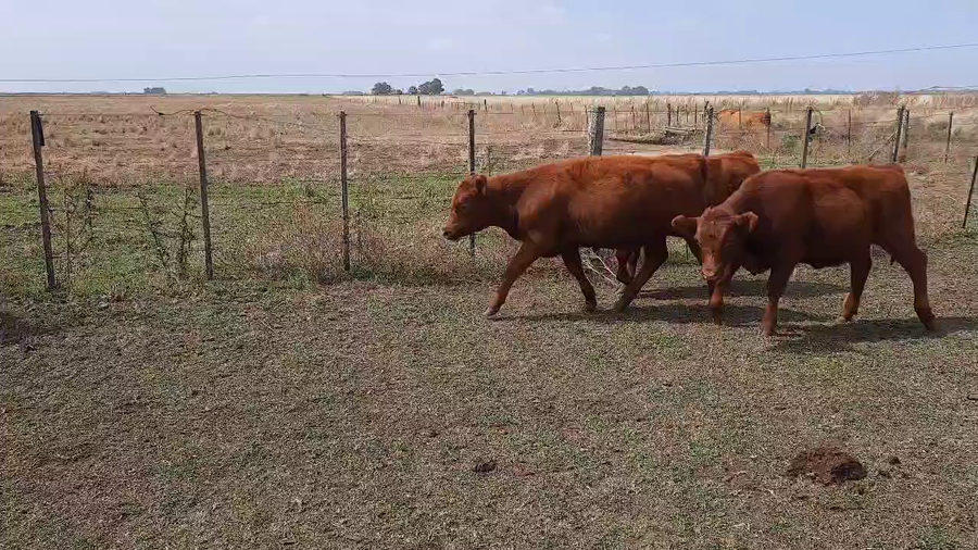 Lote 103 Terneras