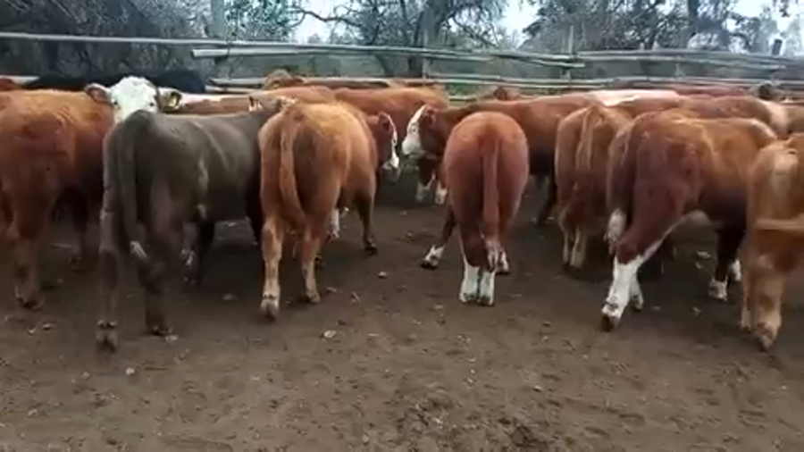 Lote 50 Ternero en Puchuncaví, V  Región Valparaíso