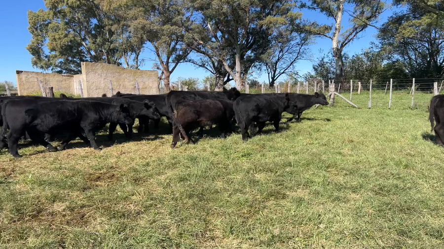 Lote 40 Terneros/as en Buenos Aires, Lincoln