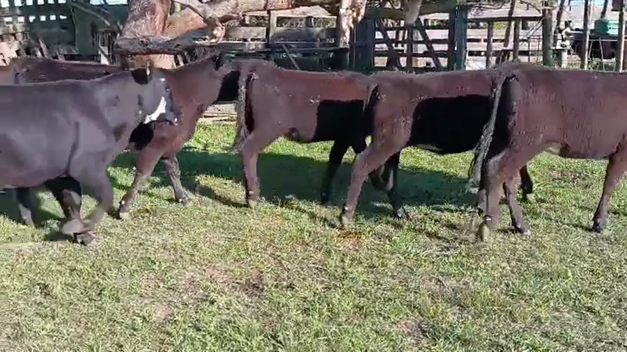 Lote 15 Vaquillonas  a remate en Pantalla Camy, San José