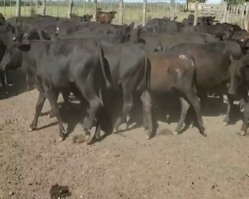 Lote 59 Terneros/as en Villaguay, Entre Ríos