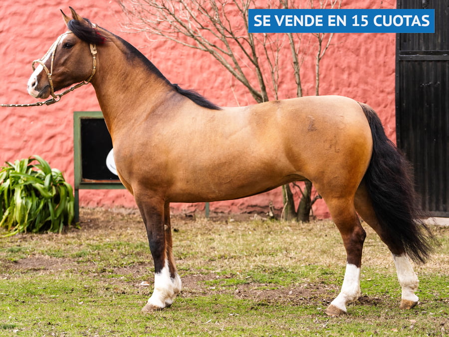 Lote APAMPADO SARITA