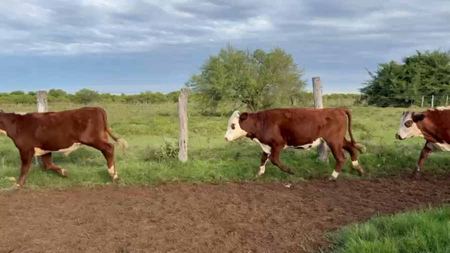 Lote 110 Novillitos