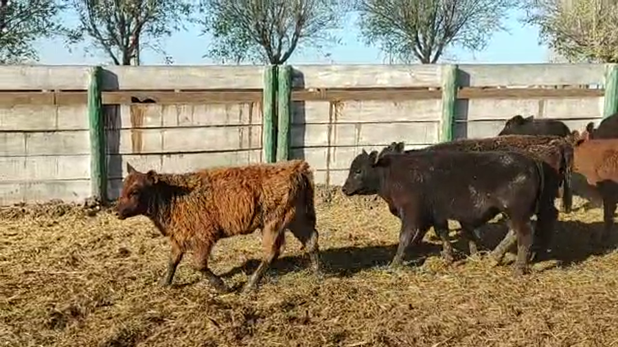Lote 63 Terneros/as en Guaminí, Buenos Aires
