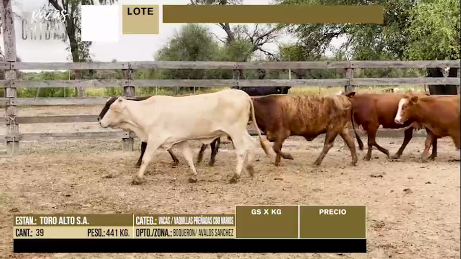 Lote LOTE 35 - 39 VACAS - VAQUILLAS PREÑADAS CBO VARIOS