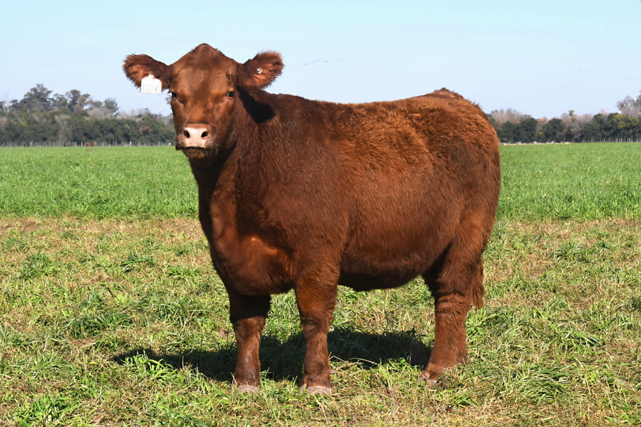 Lote RP 17645 y RP 17649 - VAQUILLONAS ELECCIÓN PP