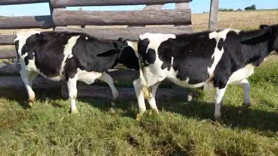 Lote 18 Terneras HOLANDO a remate en Pantalla Camy Mayo - Desde La Cuenca 185kg - , San José