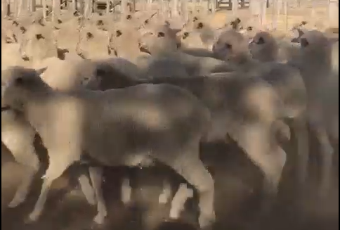 Lote Lote 6 La Soledad