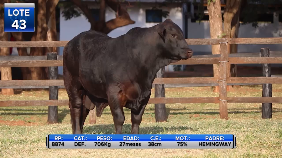 Lote TOROS BRANGUS  -LOTE 43