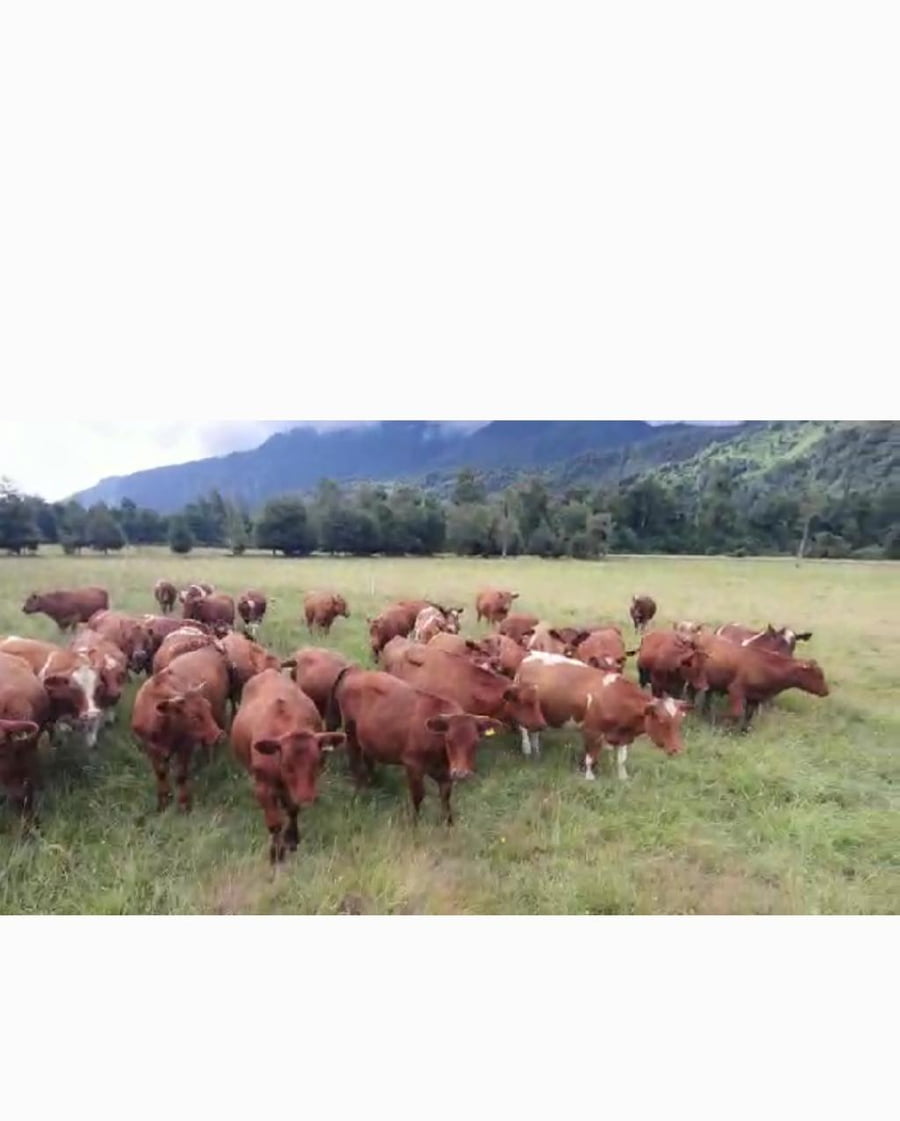 Lote 50 Novillo Engorda en Futrono, XIV Región Los Ríos