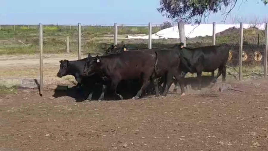 Lote 5 Terneras ANGUS a remate en Expo Ombúes en OMBUES DE LAVALLE