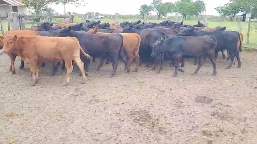 Lote 50 Terneros en Villaguay, Entre Ríos