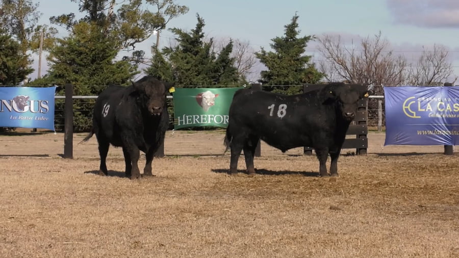 Lote TOROS ANGUS PUROS CONTROLADOS