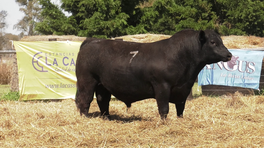Lote TOROS ANGUS PURO CONTROLADO